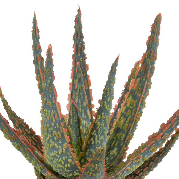 Aloe Zebrina Dannyz – Ø10,5cm Zimmerpflanze im weißen Topf – Sukkulente mit sternförmigen Blättern & orangefarbenen Akzenten – Plant
