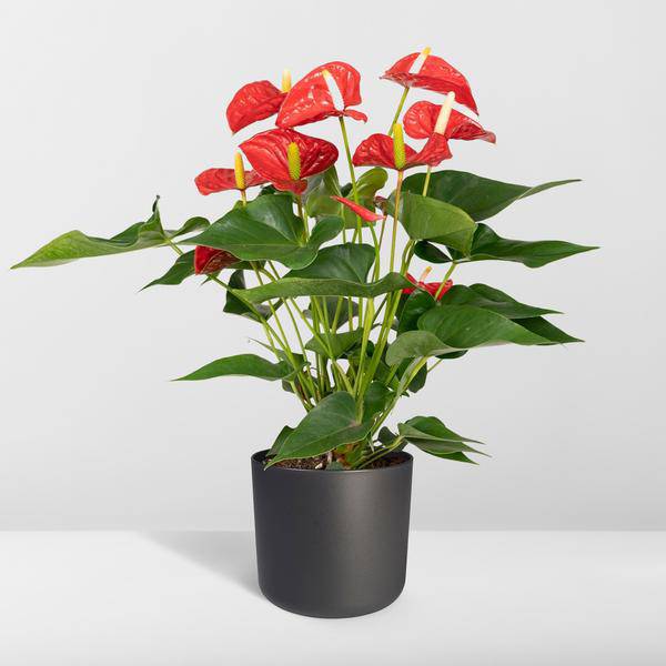 Flamingoblume – Anthurium Rot – Zimmerpflanze – Ø17cm – ↕55cm – Elegante rote Blüten – Pflegeleichte Zimmerpflanze – Plant