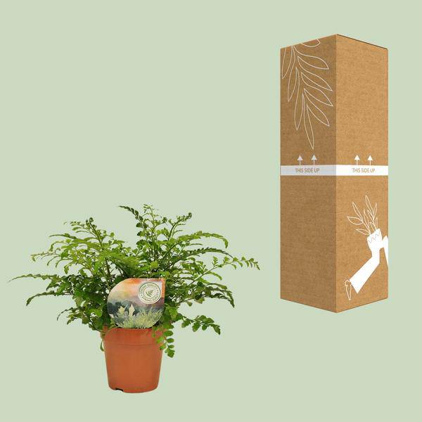 Nestfarn Asplenium Parvati Zimmerpflanze Ø12cm ↕35cm – pflegeleichte Grünpflanze für Wohnzimmer, Büro & helle Standorte kaufen – Plant