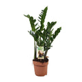 Glücksfeder Zamioculcas zamiifolia Zimmerpflanze Ø17cm ↕70cm – pflegeleichte Grünpflanze für Wohnzimmer, Büro & helle Standorte kaufen – Plant