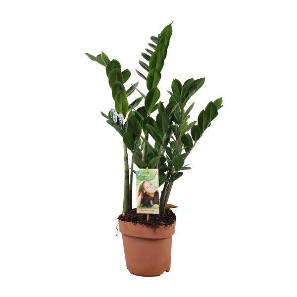 Glücksfeder Zamioculcas zamiifolia Zimmerpflanze Ø17cm ↕70cm – pflegeleichte Grünpflanze für Wohnzimmer, Büro & helle Standorte kaufen – Plant