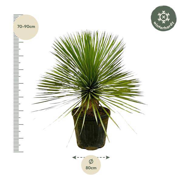 Palmlilie – Yucca Rostrata auf Stiel – ↕70cm – Ø30cm – Exotische Zimmer – & Terrassenpflanze – Pflegeleicht & robust – Plant