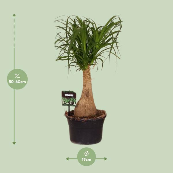 Elefantenfuß Beaucarnea Nolina – Ø19cm – ↕60cm – Pflegeleichte Zimmerpflanze mit luftreinigenden Eigenschaften