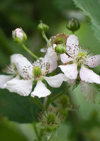 Dornenlose Bio Brombeere – Rubus fruticosus ‘Dornenlos Immergrün’ – Ø13cm – ca. 45cm hoch – Süße & vitaminreiche Früchte – winterharte Kletterpflanze – Plant