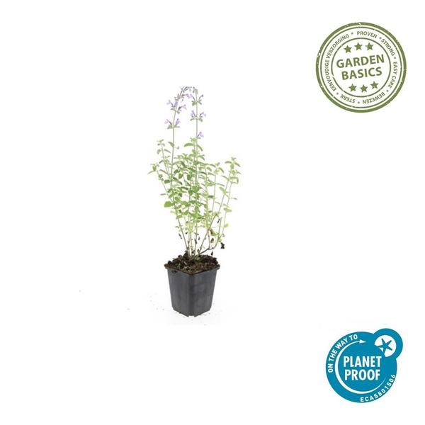 Nepeta 'Walker's Low' – Katzenminze – Lavendelblaue Blüten – Silbergrünes Laub – Pflegeleichte Staude – Sonnig – Bienen & Schmetterlinge – Plant