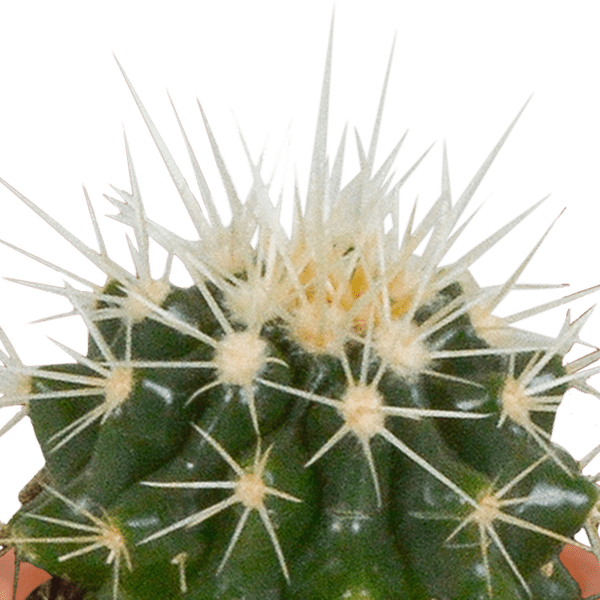 Kakteen und Sukkulenten Mix – 15 Pflanzen – Ø5,5cm Zimmerpflanzen – Verschiedene Arten wie Cereus, Echeveria, Haworthia & Crassula – Plant