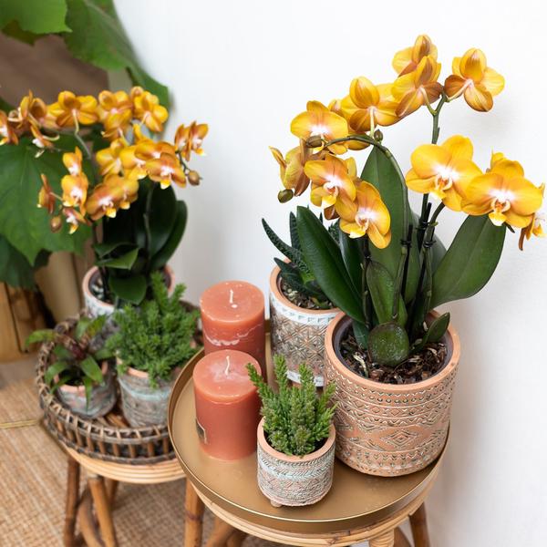 Phalaenopsis Orchidee Jewel Las Vegas – Orange-Gold – Ø12cm – Mehrblütige Topfpflanze – Tropische Zimmerpflanze mit 3/4 Blütenzweigen – Pflegeleicht & langlebig – Plant