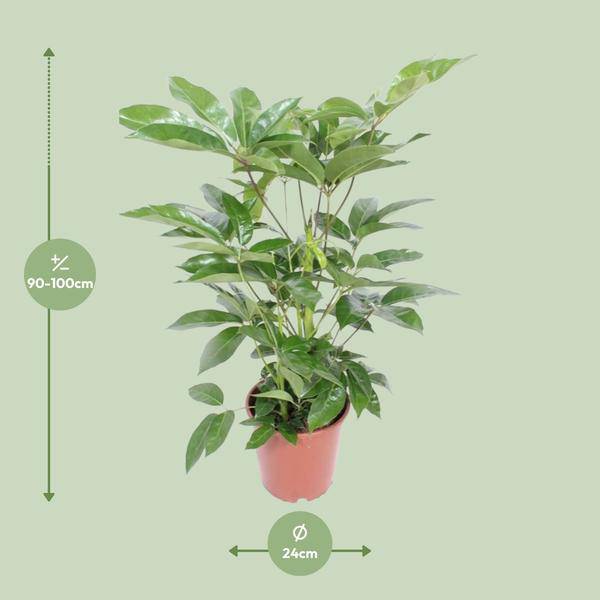 Regenschirmbaum Schefflera Actinophylla Amate Zimmerpflanze Ø24cm ↕100cm – pflegeleichte Grünpflanze für Wohnzimmer, Büro & helle Standorte – Plant