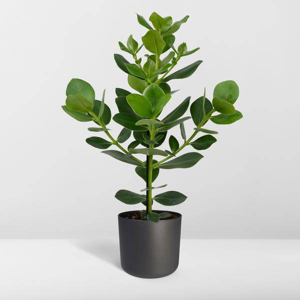 Balsamapfel Clusia Rosea Princess Zimmerpflanze Ø17cm ↕60cm – pflegeleichte Grünpflanze für Wohnzimmer, Büro & helle Standorte kaufen – Plant
