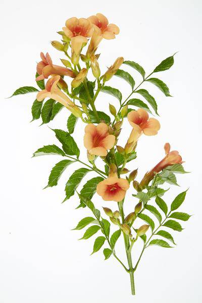 Klettertrompete Gartenpflanze Ø15cm ↕65cm – winterharte Pflanze für Garten, Balkon, Terrasse, Kübel & Beet online kaufen – Plant