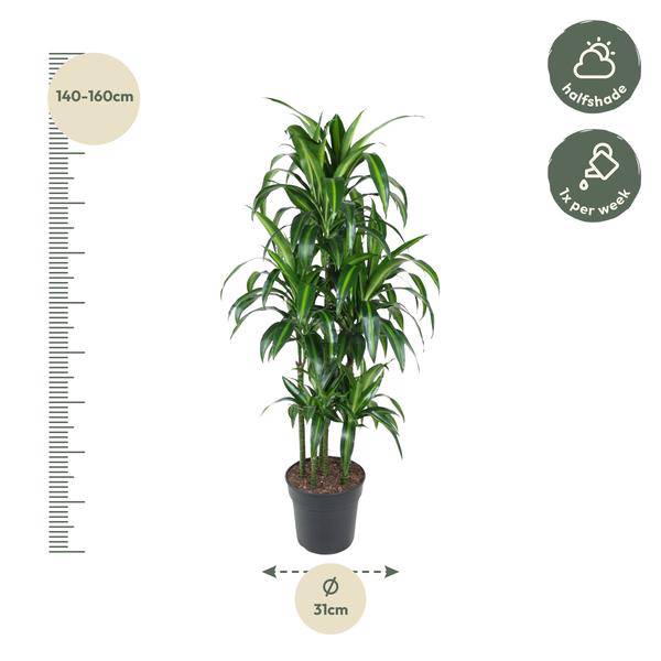 Drachenbaum – Dracaena Hawaiiana Karussell 150cm – Ø31cm – Zimmerpflanze mit langen glänzenden Blättern – Plant