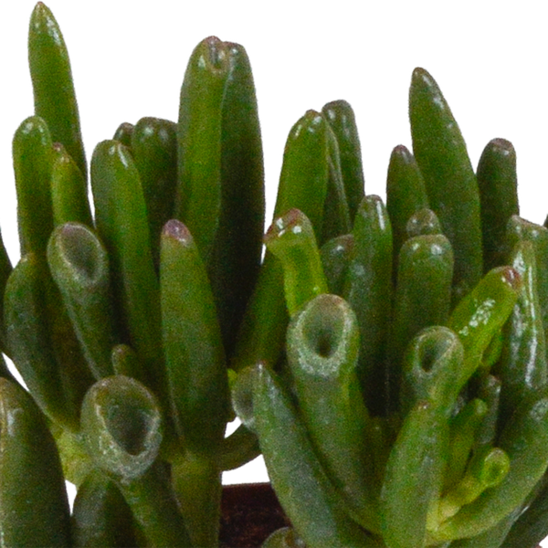 Crassula Mix – Dickblatt 3 Pflanzen – Ø8,5cm Zimmerpflanzen im Terrakotta – Topf – Verschiedene Sukkulenten im mediterranen Tontopf – Plant