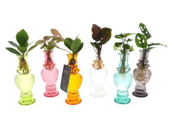 Zimmerpflanzen Mix – 6 Pflanzen – Ø7cm – ca. 20cm hoch – Hydroponisch im Venedig Glas – Pflegeleicht & dekorativ – Plant