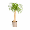 Beaucarnea Recurvata – Elefantenfuß – Ø24cm – ↕80-100cm – Pflegeleichte Zimmerpflanze mit markantem Stamm & eleganten Blättern – Trockenheitsresistent – Plant