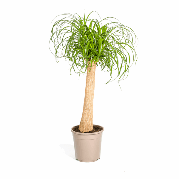 Beaucarnea Recurvata – Elefantenfuß – Ø24cm – ↕80-100cm – Pflegeleichte Zimmerpflanze mit markantem Stamm & eleganten Blättern – Trockenheitsresistent – Plant