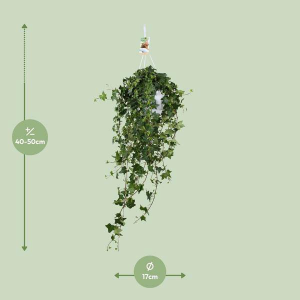 Hedera Helix Pitsburg – Efeu Hängepflanze – Zimmerpflanze – Ø17cm – ca. 45cm hoch – pflegeleichte Grünpflanze für Zuhause und Büro – Plant