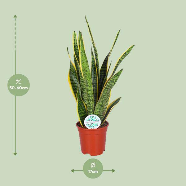Bogenhanf Sansevieria trifasciata Laurentii Zimmerpflanze Ø17cm ↕60cm – pflegeleichte Grünpflanze für Wohnzimmer, Büro & helle Standorte kaufen – Plant