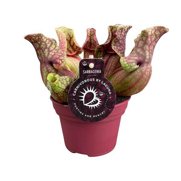 Schlauchpflanze Sarracenia Venosa – Kannenpflanze – Zimmerpflanze – Ø12cm – ca. 20cm – Pflegeleicht & Exotisch – Plant