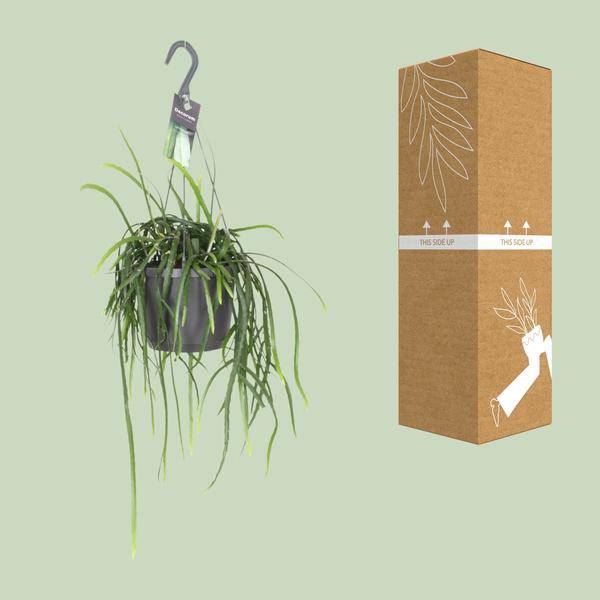 Blattkaktus Lepisium Bolivianum – Ø17cm – ↕40cm – Pflegeleichte Zimmerpflanze & Sukkulente – Dekorativer Kaktus für Wohnzimmer, Büro & Wohnräume – Plant