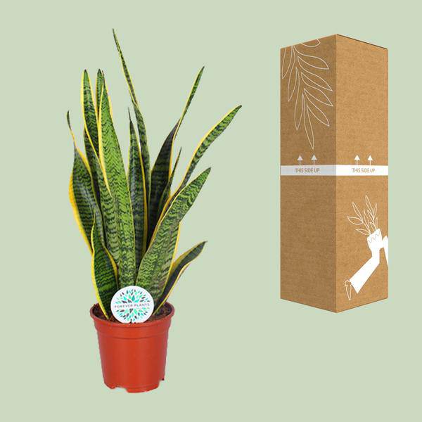 Bogenhanf Sansevieria trifasciata Laurentii Zimmerpflanze Ø17cm ↕60cm – pflegeleichte Grünpflanze für Wohnzimmer, Büro & helle Standorte kaufen – Plant