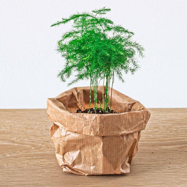 Flaschengarten Set Lancifolia – pflegeleichter Flaschengarten im Glas, Pflanzen Terrarium für Wohnzimmer & Büro – Plant