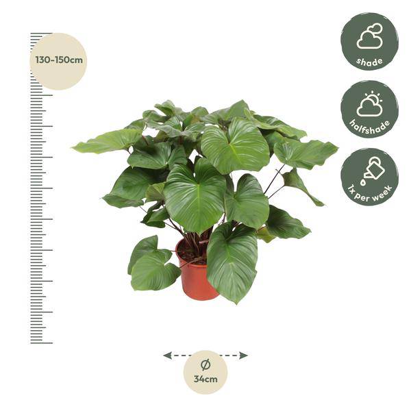 Homalomena Rubescens Zimmerpflanze Ø34cm ↕140cm – pflegeleichte Grünpflanze für Wohnzimmer, Büro & helle Standorte kaufen – Plant