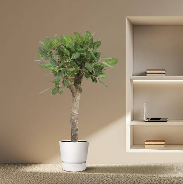 Ficus Benghalensis – Banyan – Feige auf Stamm – ca. 150cm Höhe – Zimmerpflanze mit großen glänzenden Blättern – Topfgröße Ø34cm – Elegante Innenraum – Plant