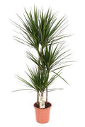 Drachenbaum – Dracaena Marginata – Ø21cm – 120cm hoch – Zimmerpflanze – Pflegeleicht & Stylisch – Plant