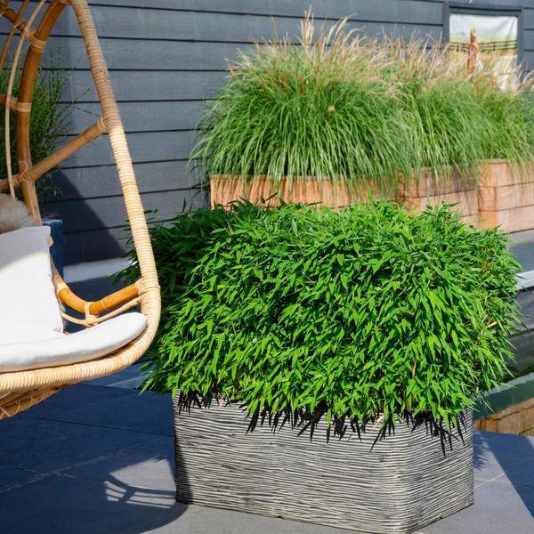 Fargesia murieliae Moontears Boobux – Bambus – immergrün & winterhart – nicht invasiv – Ø29cm – ↕70cm Höhe – ideal für Garten, Terrasse & Hecken – Plant
