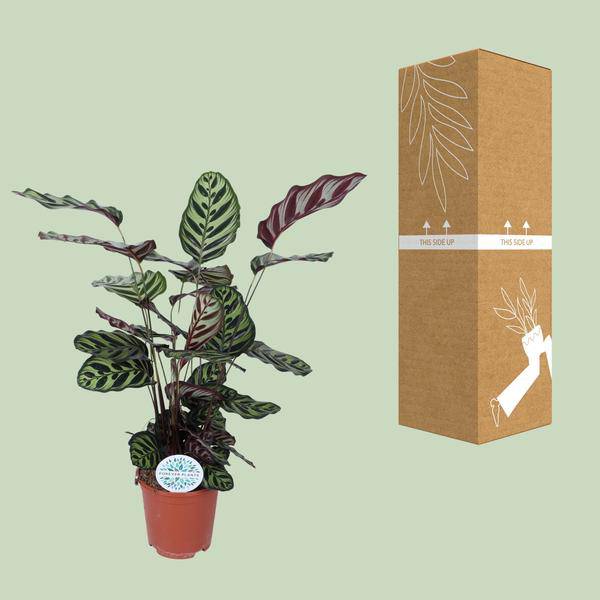 Pfauen-Korbmaranthe Calathea Makoyana – Zimmerpflanze Ø21cm – ca. 70cm hoch – Pflegeleichte, dekorative Zimmerpflanze mit auffälligem Blattmuster – Plant