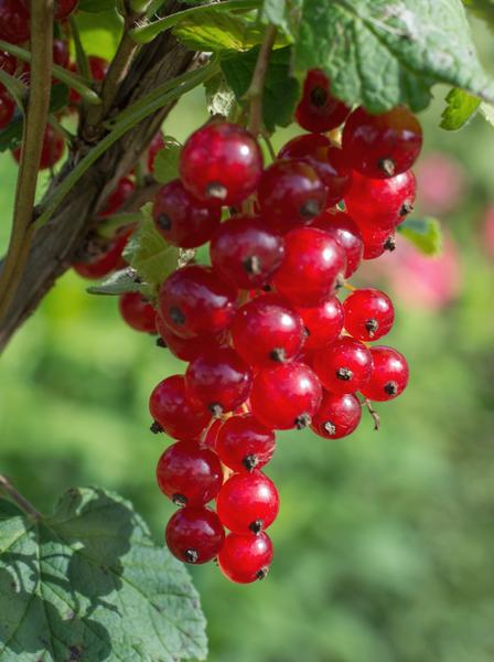 Rote Bio Johannisbeere – Ribes rubrum ‘Jonkheer van Tets’ – Ø13cm – ca. 45cm hoch – Frühe Sorte mit hohem Ertrag – Saure & frische Beeren – winterharte Beerenpflanze – Plant