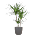Drachenbaum Dracaena Marginata Zimmerpflanze Ø21cm ↕95cm mit dekorativem Übertopf – pflegeleichte Grünpflanze für Wohnzimmer, Büro – Plant