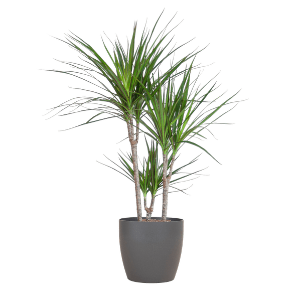 Drachenbaum Dracaena Marginata Zimmerpflanze Ø21cm ↕95cm mit dekorativem Übertopf – pflegeleichte Grünpflanze für Wohnzimmer, Büro – Plant