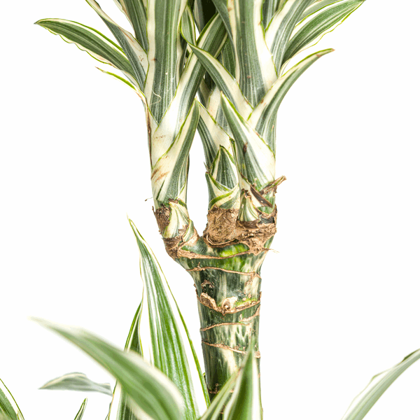 Dracaena Deremensis White Stripe – Drachenbaum – Ø24cm – ↕130-150cm – Elegante Zimmerpflanze mit weißen Blattstreifen – Pflegeleicht & luftreinigend – Plant