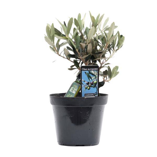 Olivenbaum – Olea europaea – ca. 25cm hoch – Ø13cm – Mediterrane Zimmerpflanze mit Flasche – Pflegeleicht & luftreinigend für Zuhause & Büro – Plant