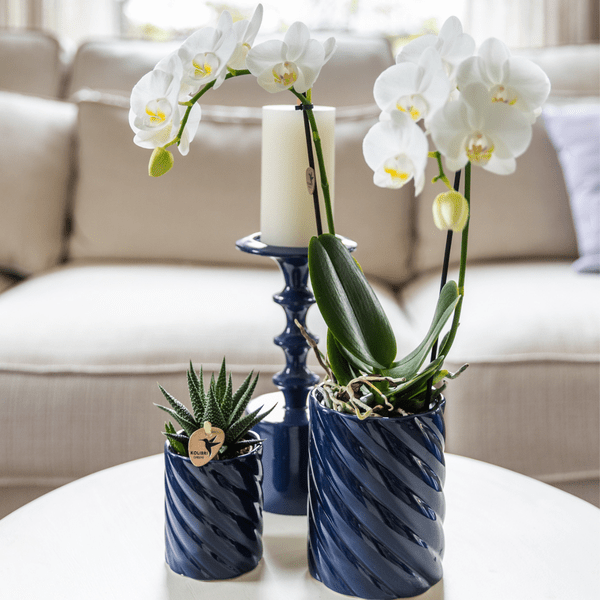 Amabilis Orchidee Weiß & Sukkulente Haworthia – Zimmerpflanzen Set – Candy Dekotöpfe Blau Ø9cm & Ø6cm – Pflanzenset für Wohnzimmer & Geschenkidee – Plant