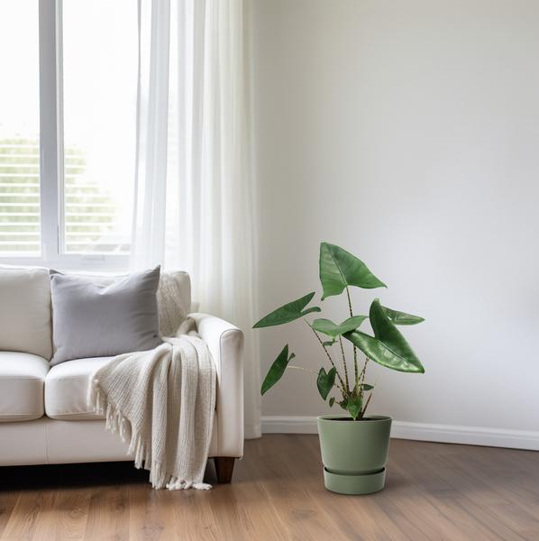 Tiger-Pfeilblatt – Alocasia Zebrina – Zimmerpflanze – Ø21cm – Höhe 80cm – Exotische Tropenpflanze mit zebraartig gemusterten Stielen – Pflegeleichte, luftreinigende Grünpflanze