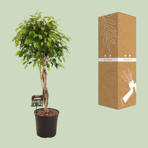 Birkenfeige – Ficus Benjamina Exotica – Ø27cm – ↕120cm – Große Zimmerpflanze mit üppigem, grünem Laub – Plant