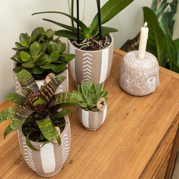 Sukkulente Echeveria Miranda – Grüne Zimmerpflanze – Rosettenform – Ø9cm – Pflegeleicht & Dekorativ – Plant