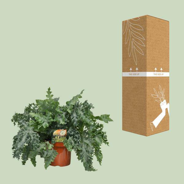 Tüpfelfarn Phlebodium Davana – Zimmerpflanze – Ø26cm – ↕60cm – Goldener Farn mit eleganten Wedeln – Pflegeleicht & dekorativ – Plant