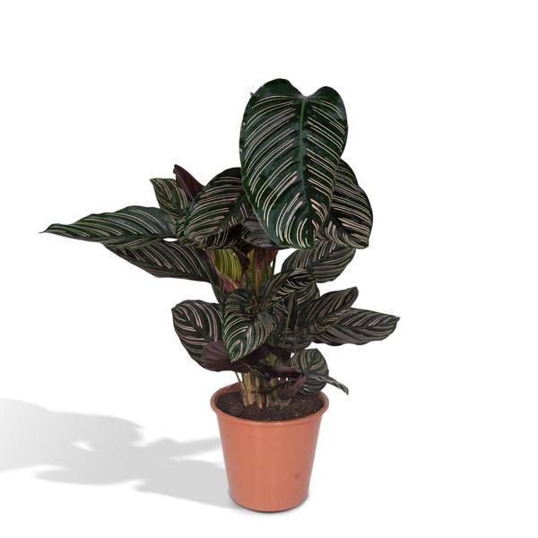 Calathea Ornata Korbmarante – Zimmerpflanze – Ø19cm ↕75cm – Dunkelgrüne Blätter mit rosa Streifen – Tropische Pflanze für Wohnräume – Plant