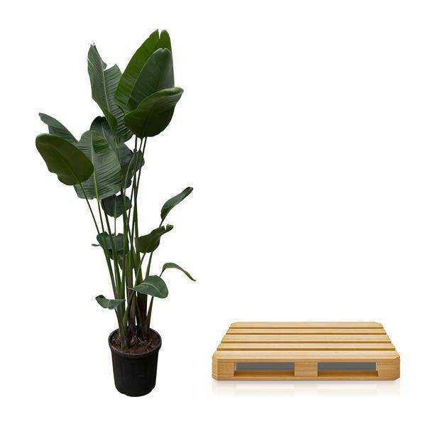 Strelitzia Nicolai – Baumstrelitzie – Zimmerpflanze 250cm – Ø50cm – Weißer Paradiesvogel mit großen grünen Blättern – Exotische Zimmer – Plant