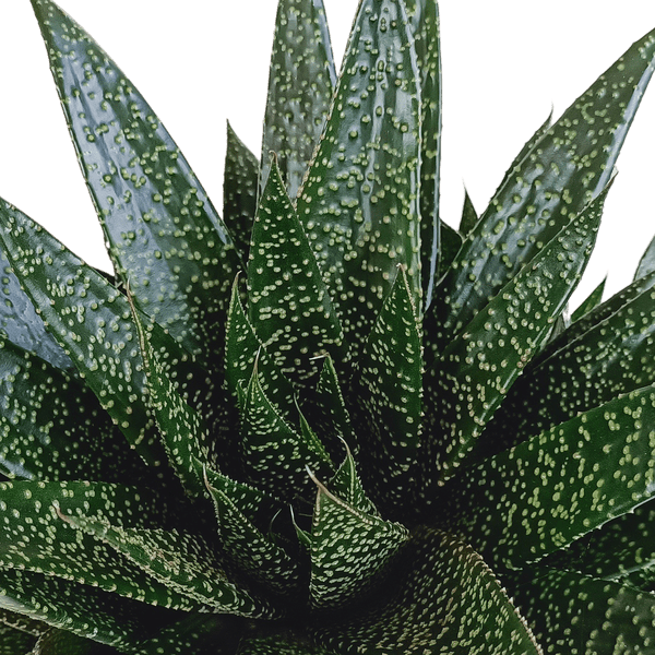 Gasteria d Due – Sukkulente Zimmerpflanze – Dunkelgrün gefleckte Blätter – Höhe ca. 17cm – Pflegeleicht & dekorativ – Direkt vom Züchter – Plant