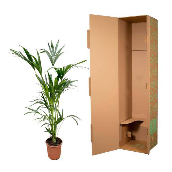 Kentia – Palme – Howea forsteriana – Zimmerpflanze – 160cm – Ø24cm – elegante Grünpflanze für Wohnzimmer, Büro & Wintergarten – pflegeleichte Palme – Plant