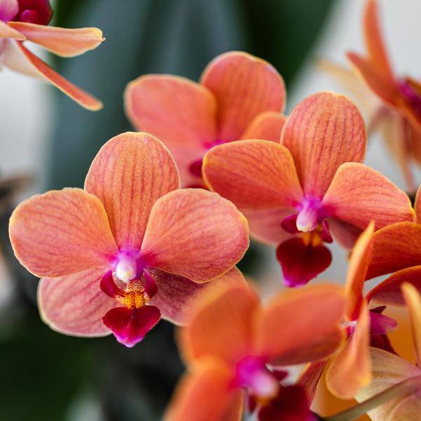 Geschenkset Phalaenopsis Orchidee Rot & Sukkulenten – Inkl. 3 Keramik – Ziertöpfe – Pflanzenset mit Dekotieren – Perfekt als Geschenk & Deko – Plant
