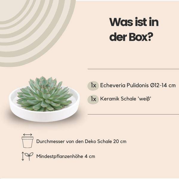 Sukkulente – Echeveria pulidonis Rootless – Ø20cm Schale Weiß – Zimmerpflanze ohne Wurzeln – Pflegeleichte Schnitt – Plant