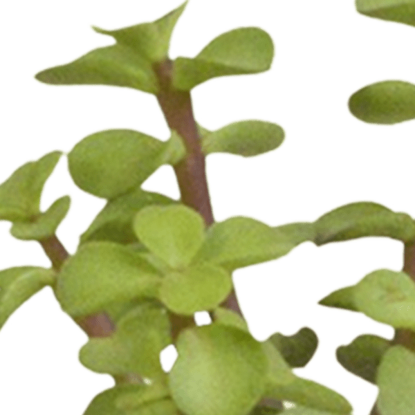 Sukkulenten & Kakteen Mix – 15 Pflanzen Ø5,5cm Zimmerpflanzen im weißen Glas – Verschiedene Mini – Sukkulenten & Kakteen – Plant