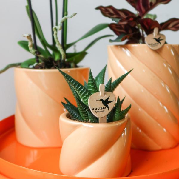 Candy Blumentopf Pfirsich Ø9cm – Dekorativer Keramiktopf in moderner runder Form – Pflanzentopf für Orchideen, Sukkulenten & Grünpflanzen – Plant