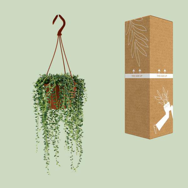 Erbsenpflanze Senecio Herreianus Zimmerpflanze Ø12cm ↕20cm – pflegeleichte Sukkulente für Wohnzimmer, Büro & helle Standorte kaufen – Plant