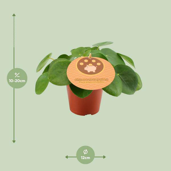 Chinesischer Geldbaum Pilea Peperomioides Zimmerpflanze Ø12cm ↕20cm – pflegeleichte Grünpflanze für Wohnzimmer, Büro & helle Standorte kaufen – Plant